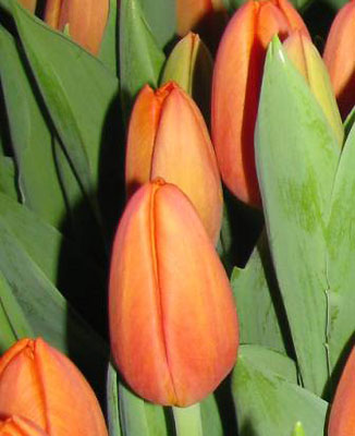 https://www.tulipbulbs.ru/dutchbulbs/small_g/delta-storm.jpg