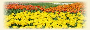 Сорта наших тюльпанов