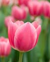 Rosy Delight